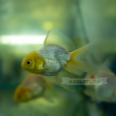 Оранда Серебрянная (L)